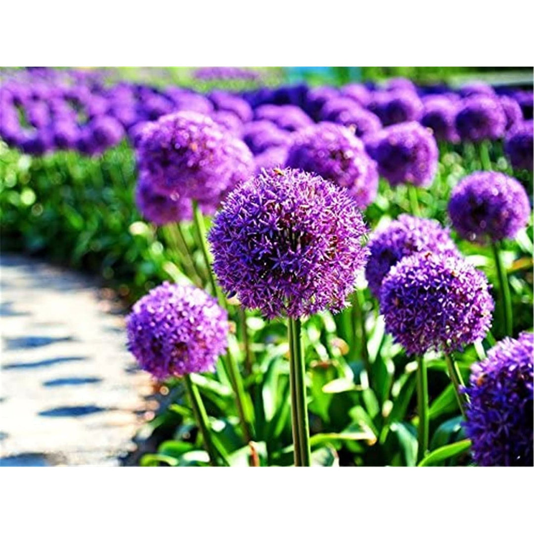 Giant Allium Allium Giganteum Flower For Planting In Vertical Garden Pots Backyard Lscaping [neera-v5-89532e94ea36ac95077f]