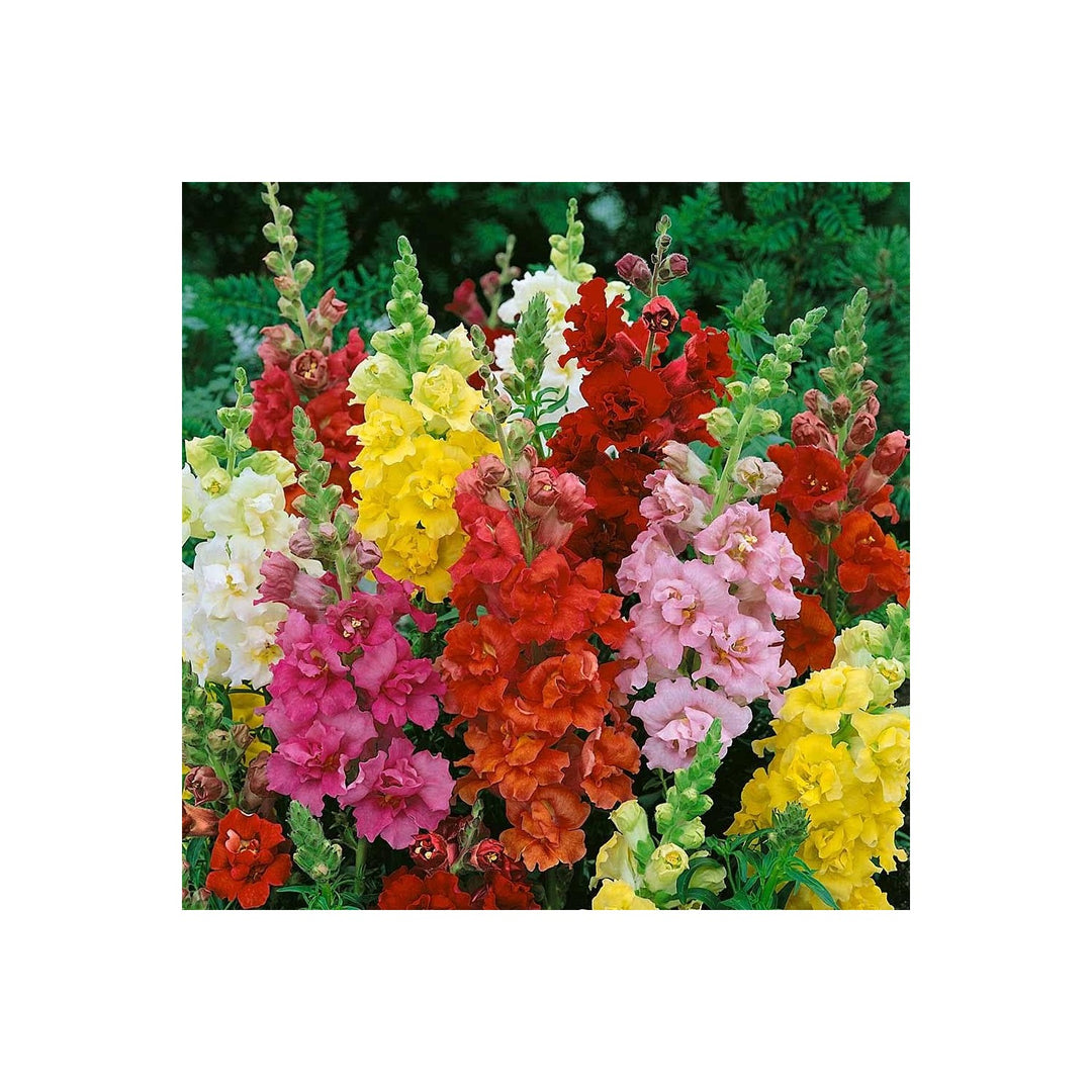Snapdragon Antirrhinum Majus Flower For Planting Ideal For Backyard Gardening Home Garden [neera-v5-8956343b9d39ac6c187f]