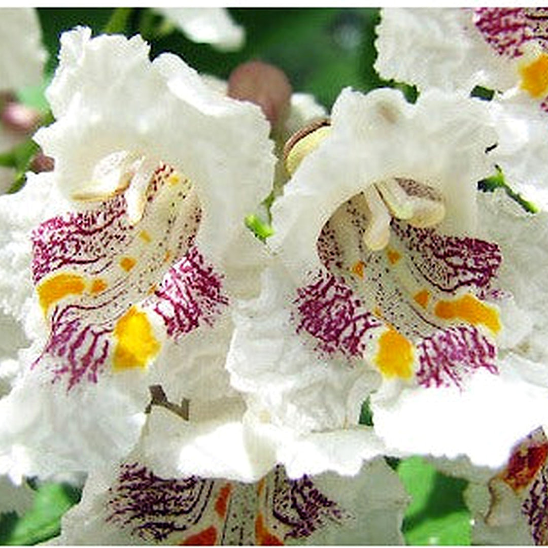 Catalpa Speciosa Seeds [neera-v5-8956da11b74b2aced59d]