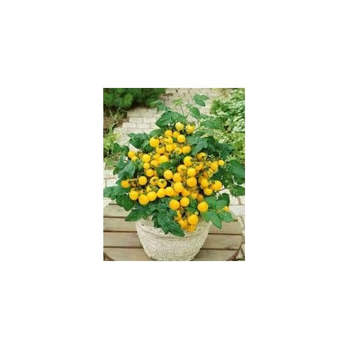Yellow Tomato Seeds for Planting [neera-v5-8956e1e429c60b3b9c82]