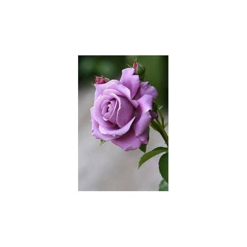 Lavender Rose Flower For Planting Non Gmo Heirloom Garden For Growing Flower Seeds for Home Garden [neera-v5-8958d2271fcee22770ea]