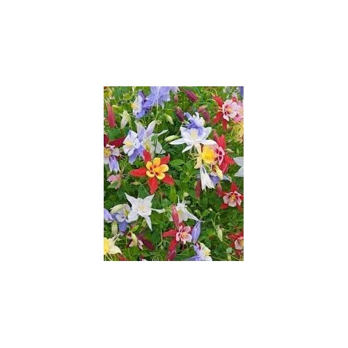 Heirloom Columbine Flower Seeds, Non-GMO, Unique Blooms for Shade Gardens [neera-v5-895a67ac331e494c4313]