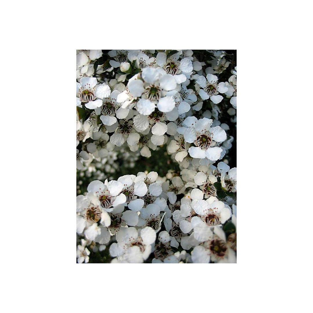 Heirloom Non Gmo Leptospermum Flower For Planting Tea Tree Ornamental Garden Blooms Flower Seeds [neera-v5-89608476225dc4bef383]