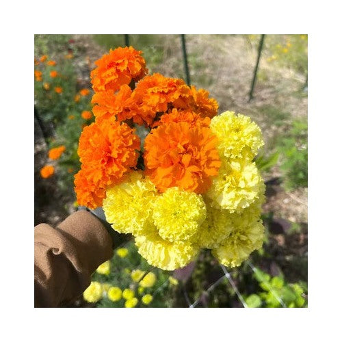 Orange Yellow African Marigold Planting Crackerjack Beautiful And Blooms Heirloom Non Gmo Easy [neera-v5-896cd8a93ada09c46a7e]