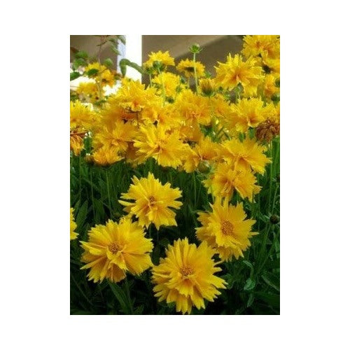 Sunray Perennial Coreopsis Grandiflora Floriferous Mg Heirloom Non Gmo Flower Seeds Home Garden [neera-v5-8977f8e5cc380d4e0660]