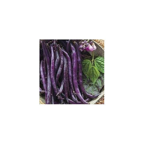 Bean Seeds for Vegetable Planting [neera-v5-89795f69005ffebba9d9]