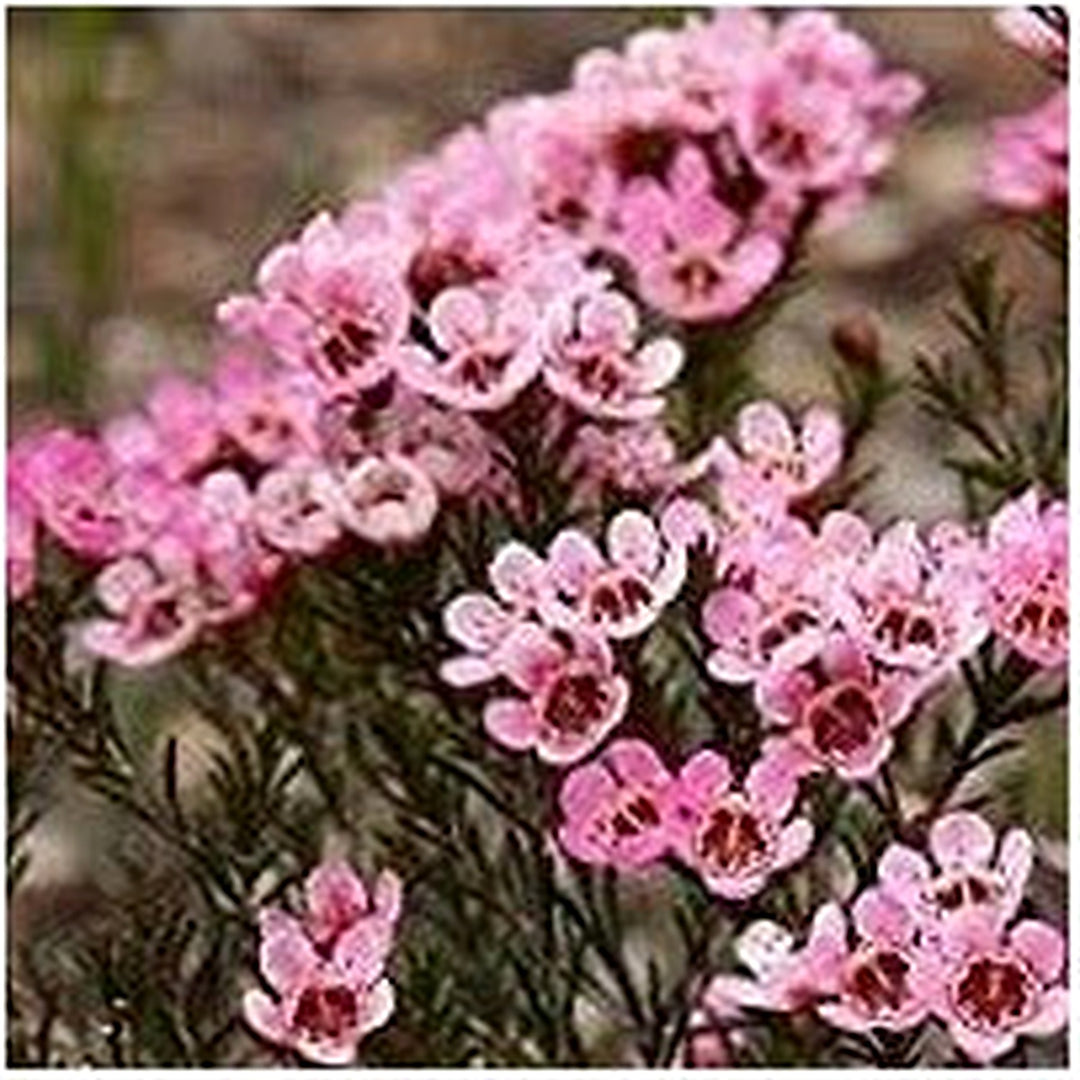 Geraldton Wax Flower Seeds for Planting [neera-v5-89893d915547cb0665b3]
