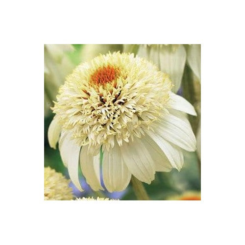 Echinacea Chrysanthemum Plant Seeds (White) [neera-v5-898cd14e2b759408d185]