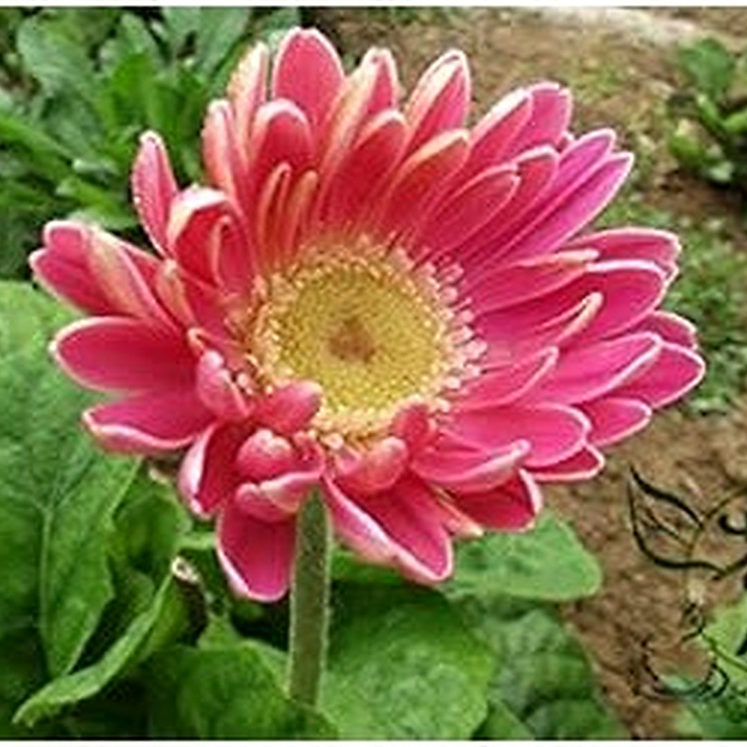 Pink Jamesonii Gerbera Daisy Flower Seeds for Planting [neera-v5-89ad0ccdae2d11f4d73e]