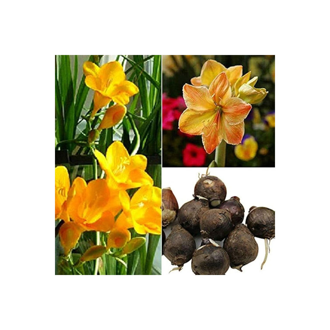 Yellow Amaryllis Hippeastrum Spp Bulbs For Planting In Sunrise Flower Pots Flower Seeds for Home [neera-v5-89b06d62fbbb7b691bc3]