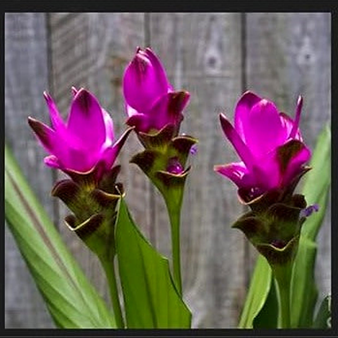 Curcuma Flower Seeds for Planting [neera-v5-89bdf48cb36baf3698ad]