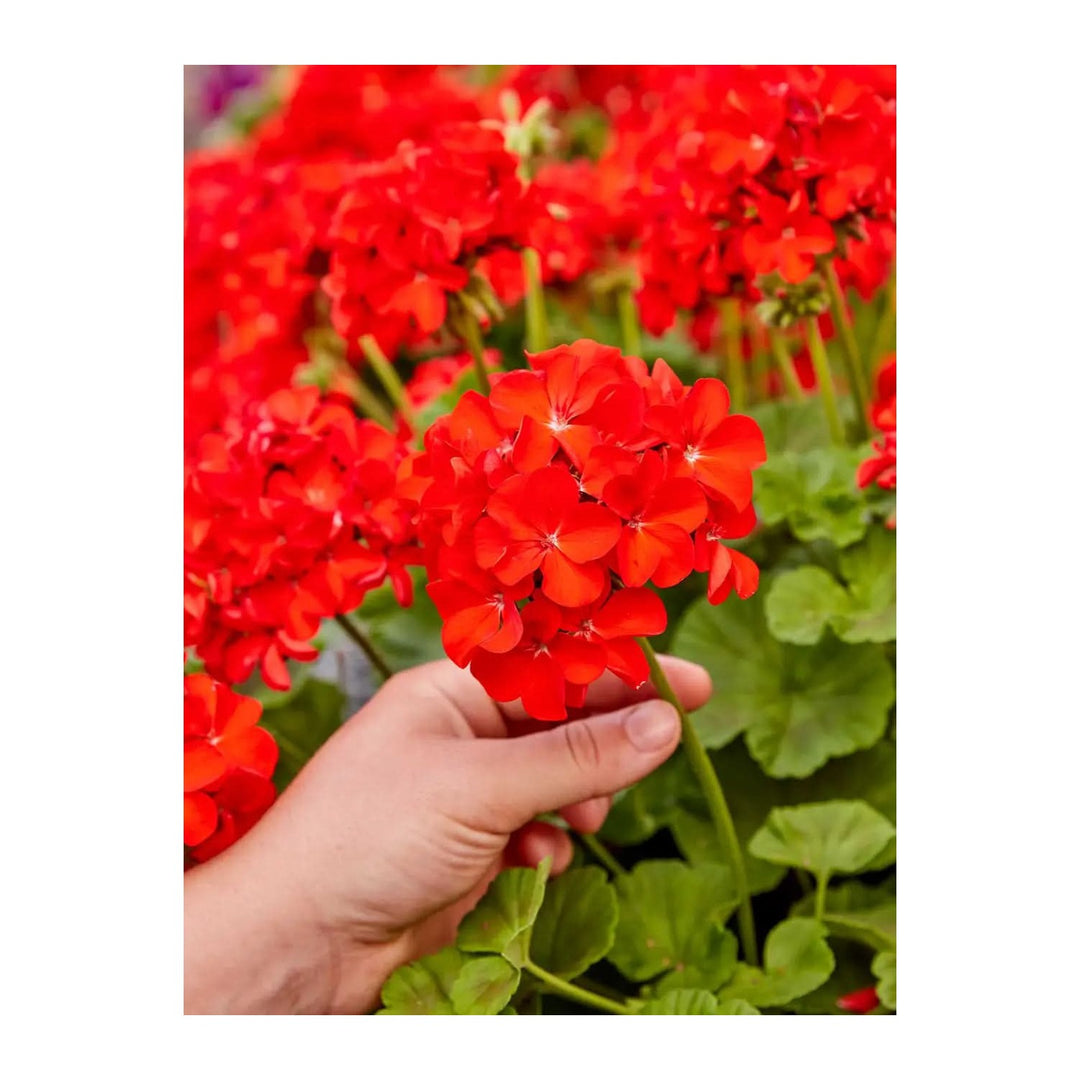 Red Heirloom Non Gmo Maverick Scarlet Flower For Planting Bold Ornamental Garden Blooms Flower [neera-v5-89beebbc59ae4fe774cf]