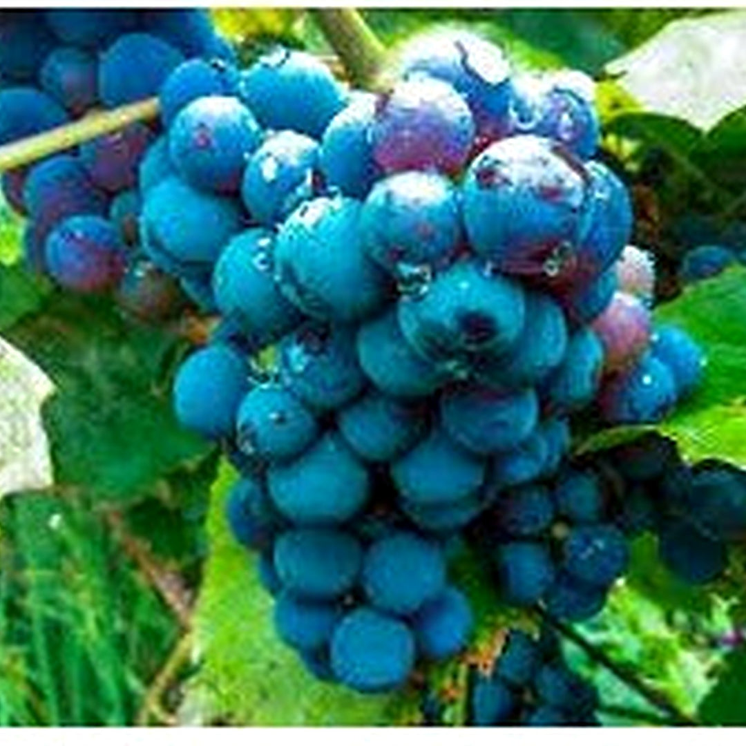 Blue Indigo Grape Seeds [neera-v5-89c0864ab63d077e99da]