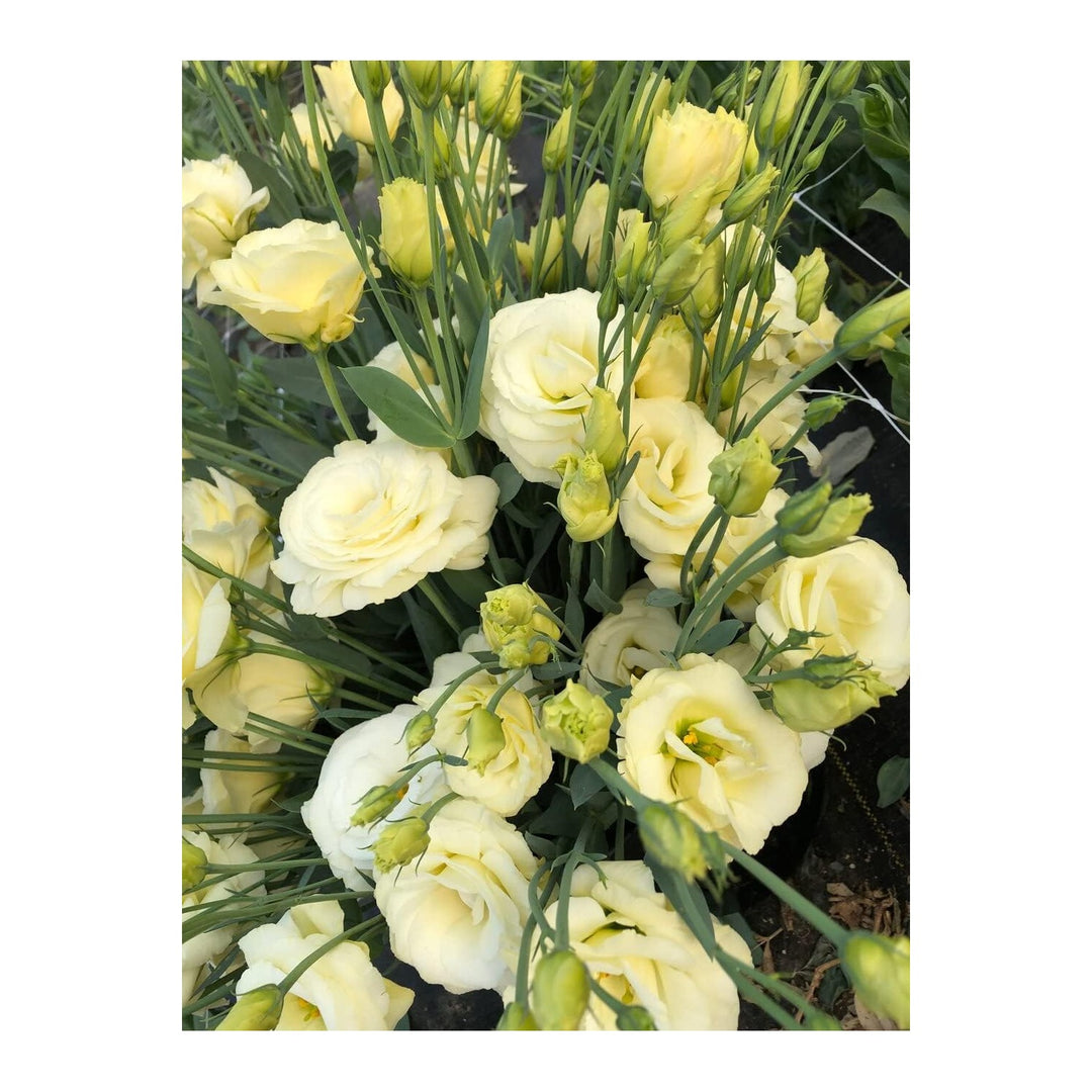 Yellow Light Eustoma Lisianthus Flower For Planting Heirloom Non Gmo Flower Seeds for Home Garden [neera-v5-89c48410c6d64fd17cf7]