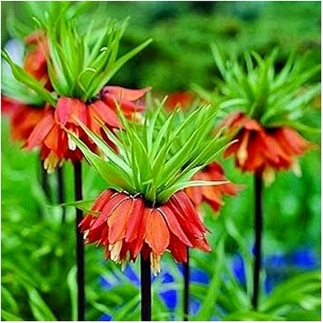 Red Crown Imperial Fritillaria Flower Seeds for Planting [neera-v5-89cd34164496bb4d3785]