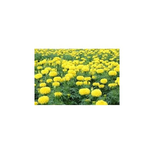 Dark Yellow China Aster Flower Seeds for Planting [neera-v5-89e17973d6d2b2b5f147]