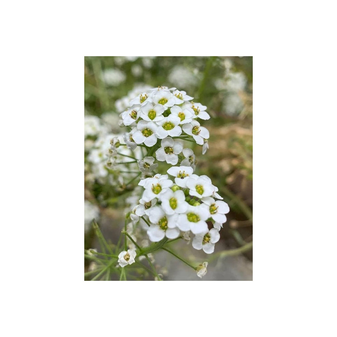 Alyssum Lobularia Maritima Flower For Planting In Kitchen Gardens Flower Seeds for Home Garden [neera-v5-89f35a31aee468c80aa4]