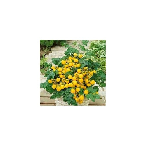 Heirloom Non-GMO Yellow Tomato Seeds for Planting [neera-v5-89f81565076c8578f5aa]