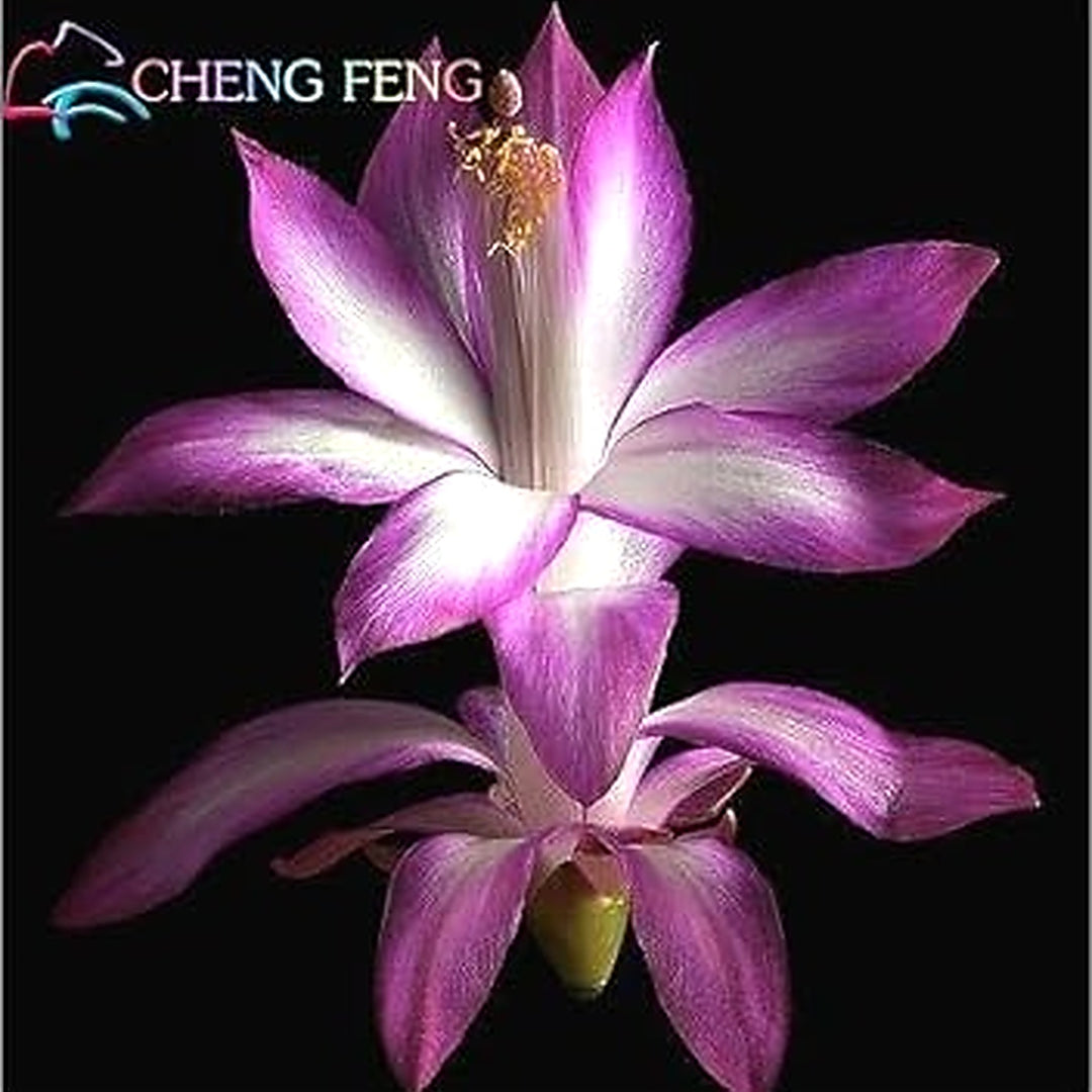 Purple Schlumbergera Flower Seeds for Planting [neera-v5-89f9820a72d8078f4152]