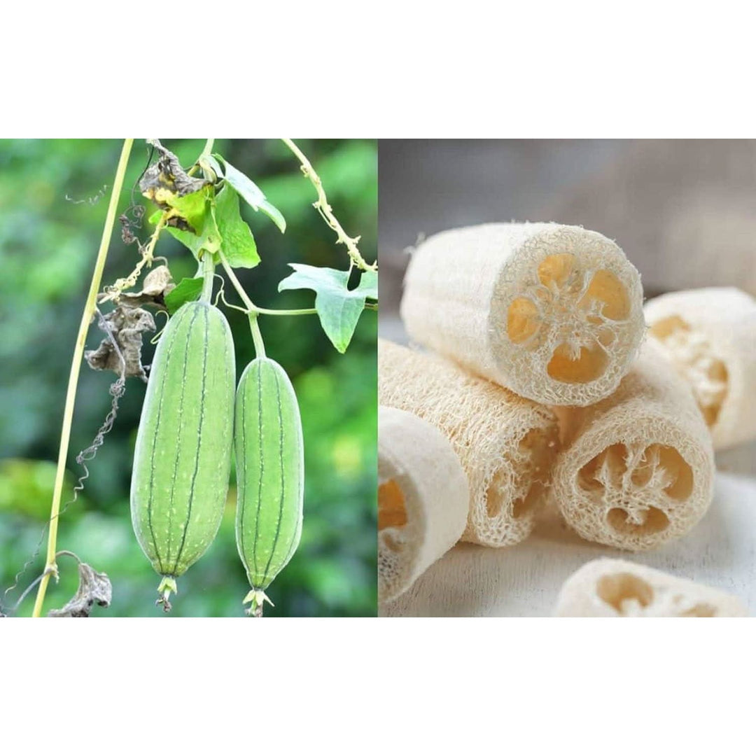 Luffa Flower For Planting Heirloom Non Gmo Luffa Flower For Planting Versatile Garden Blooms [neera-v5-8a07d215ef5f0d53f43e]