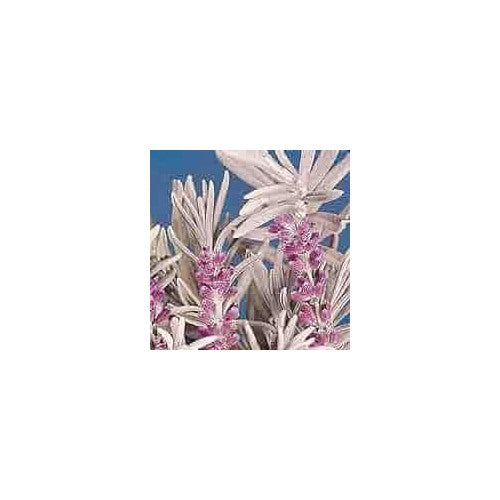 Heirloom Non-GMO English Lavender Lady Herb Seeds for Planting [neera-v5-8a0d29b46c2f8893fe31]