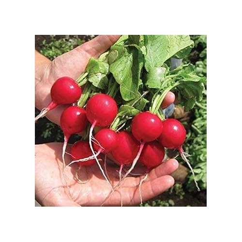 Red Radish Seeds for Planting [neera-v5-8a151dded05e38032af9]