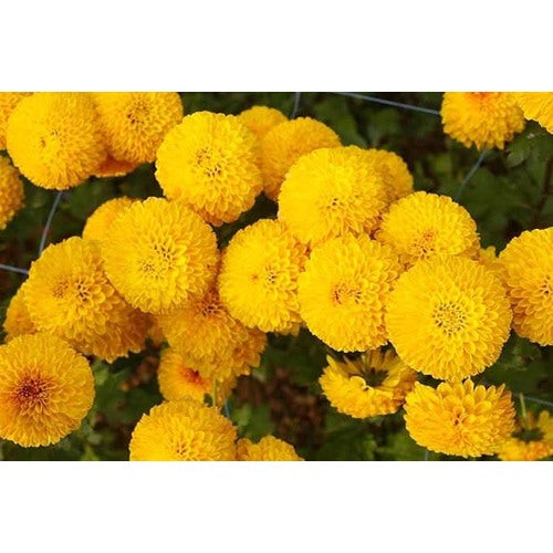Crackerjack Mix Marigold African Tagetes Flower Flower Seeds for Home Garden Planting, Premium [neera-v5-8a1647a3a7083fe60971]