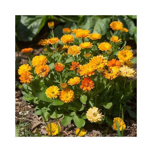 Calendula Pacific Beauty Planting Bright Blooms Medicinal Non Gmo Heirloom Flower Seeds [neera-v5-8a2305ca146831f598fa]
