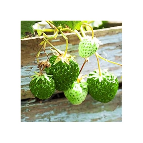 Strawberry Green Fruit Seeds for Planting [neera-v5-8a2561e4de72fc08f65a]