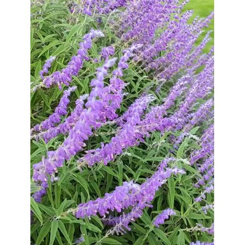 Russian Sage Plant Seeds for Planting [neera-v5-8a2dc68890d925d111f5]