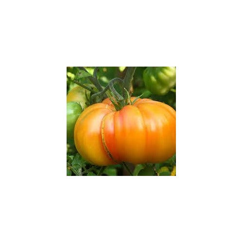 Striped German Red &amp; Yellow Tomato Seeds for Planting | Heirloom, Non-GMO, High Germination Organic Garden Seeds [neera-v5-8a34a11695631fc9d0b7]