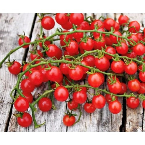 Heirloom Red Currant Tomato Seeds for Planting [neera-v5-8a3bbe3f0c2e247af916]
