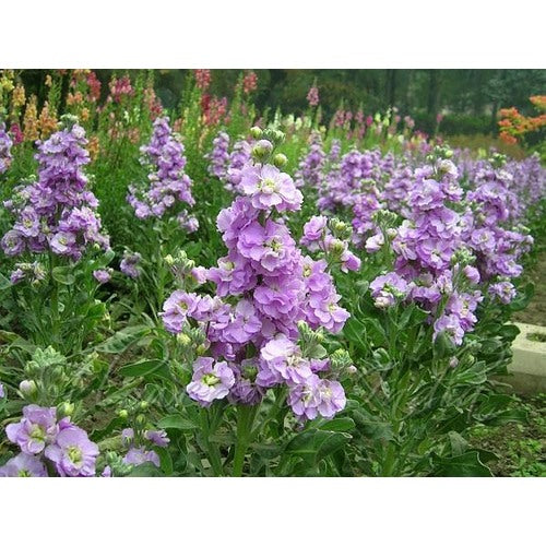 Organic Purple Mini Matthiola Flower Seeds for Planting [neera-v5-8a4b21086d0e6c4e0316]