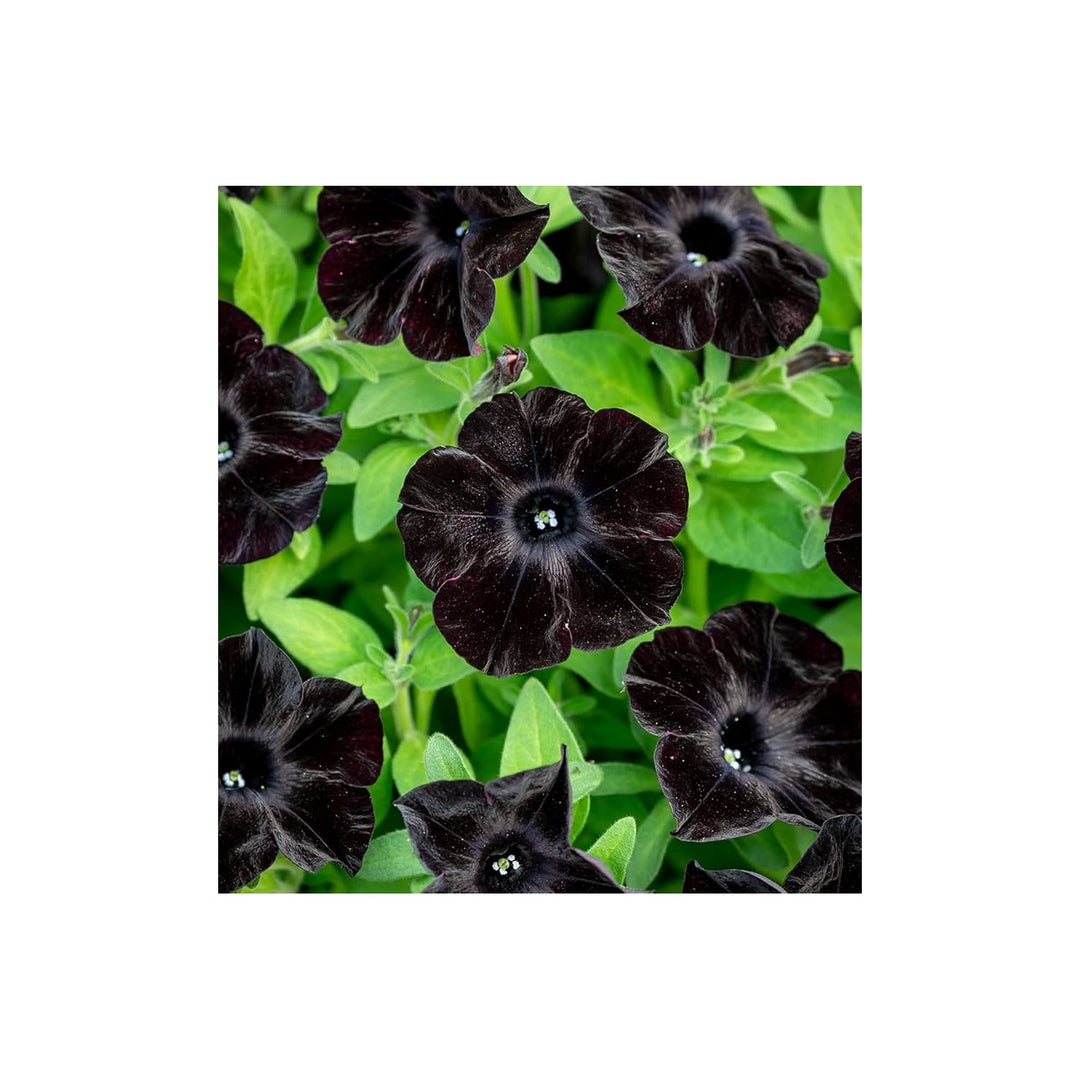 Petunia Petunia Hybrida Velvet Flower For Planting Deep Colored Blooms For Pots Pathways [neera-v5-8a5539359b72eaffa57d]
