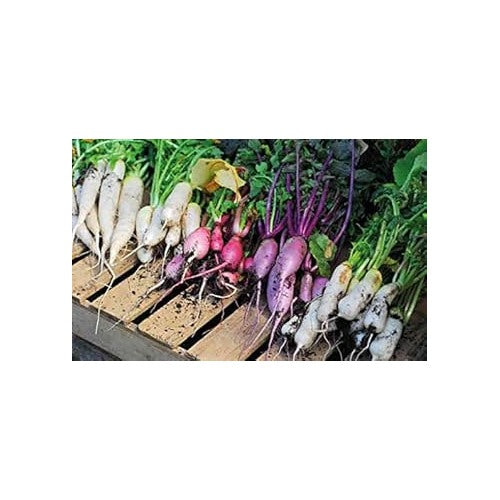 Multi-Color Radish Seeds for Planting [neera-v5-8a62dc51b2510337b3d5]