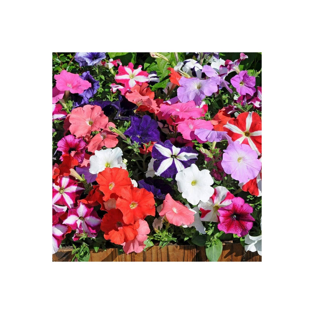 Mix Petunia Hybrida Nana Compacta For Garden And Container Planting Flower Seeds for Home Garden [neera-v5-8a72214674fb4f227789]
