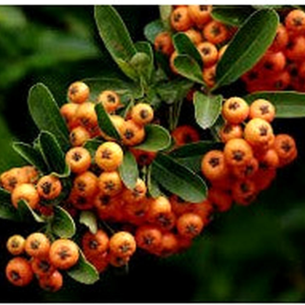 Orange Firethorn (Pyracantha coccinea) Fruit Seeds [neera-v5-8a73c1c6b16a99527525]