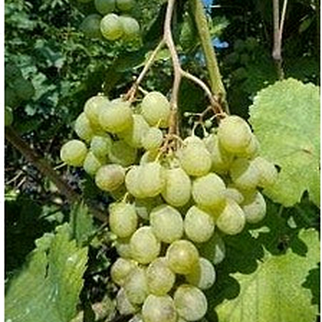 White Grape Muscat (Vitis vinifera) Fruit Seeds [neera-v5-8a76a67de47f774ade7a]