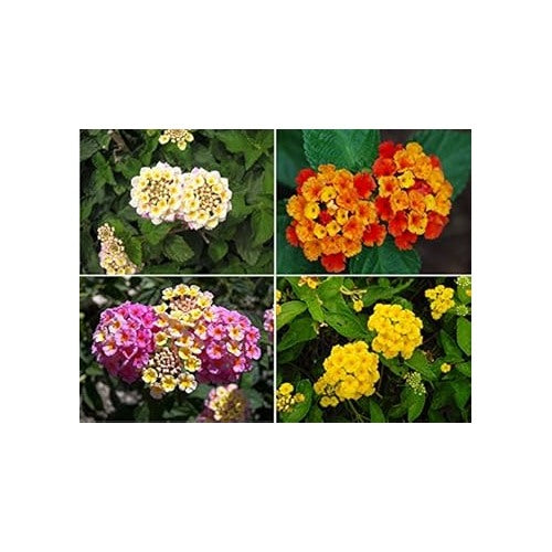 Mixed Lantana Camara Flower Seeds [neera-v5-8a7fbcbe7595a62036a0]