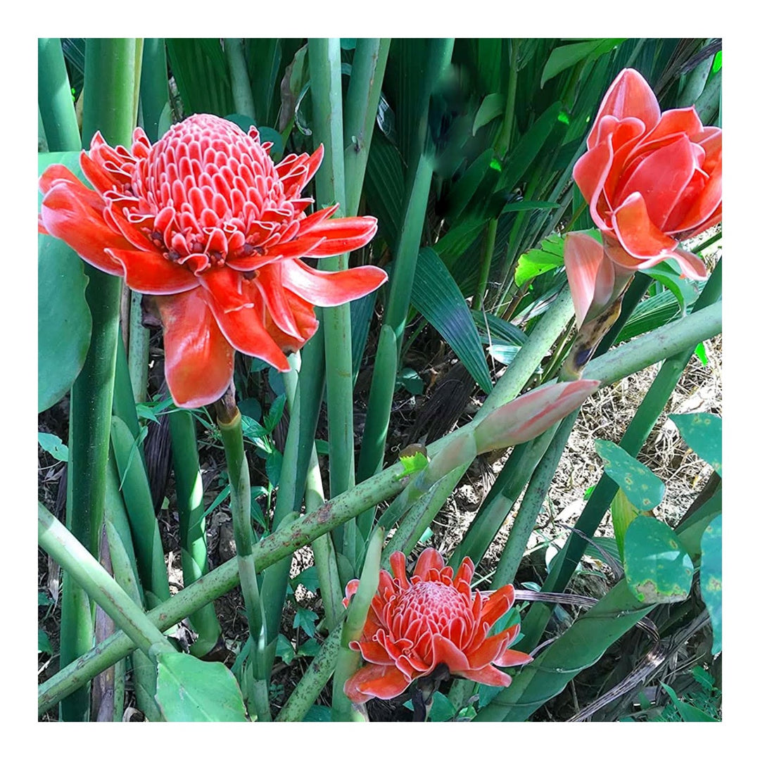 Red Torch Ginger Etlingera Elatior Flower For Planting Exotic Variety In Tropical Garden Flower [neera-v5-8a894c8b8682a6d26d34]