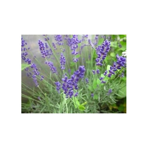 Heirloom Lavender Seeds for Planting [neera-v5-8a8a78bcffdcfe0a82b2]