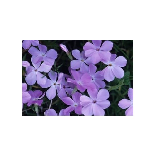 Lavender Linanthus Flower Seeds for Planting [neera-v5-8a8c8b8df371f30d9966]