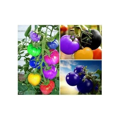 Tomato Vegetable Seeds Rainbow for Planting [neera-v5-8a9225d68c41d1d1b2f2]