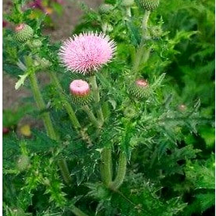 Cirsium Muticum Plant Seeds for Planting [neera-v5-8ac68a2ccd03aa2c5f47]