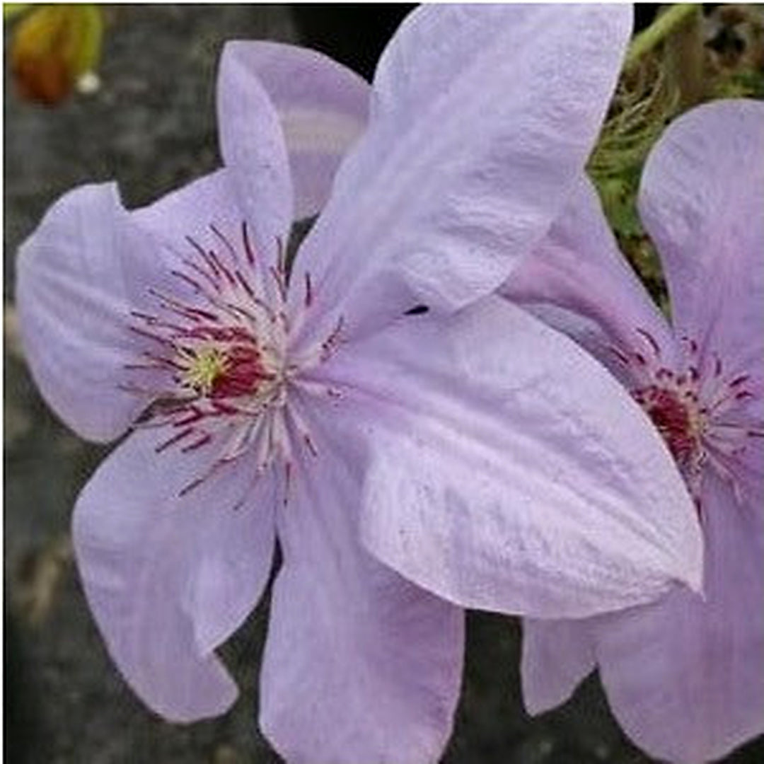 Heirloom Non Gmo Clematis Montana Flower For Planting Fragrant Climbing Garden Blooms Flower Seeds [neera-v5-8aca47ca01ae156e5854]