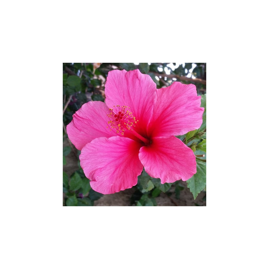 Pink Heirloom Non Gmo Hibiscus Rosa Sinensis Flower Planting Exotic Tropical Garden Blooms [neera-v5-8acfca15bf19fcd3e402]
