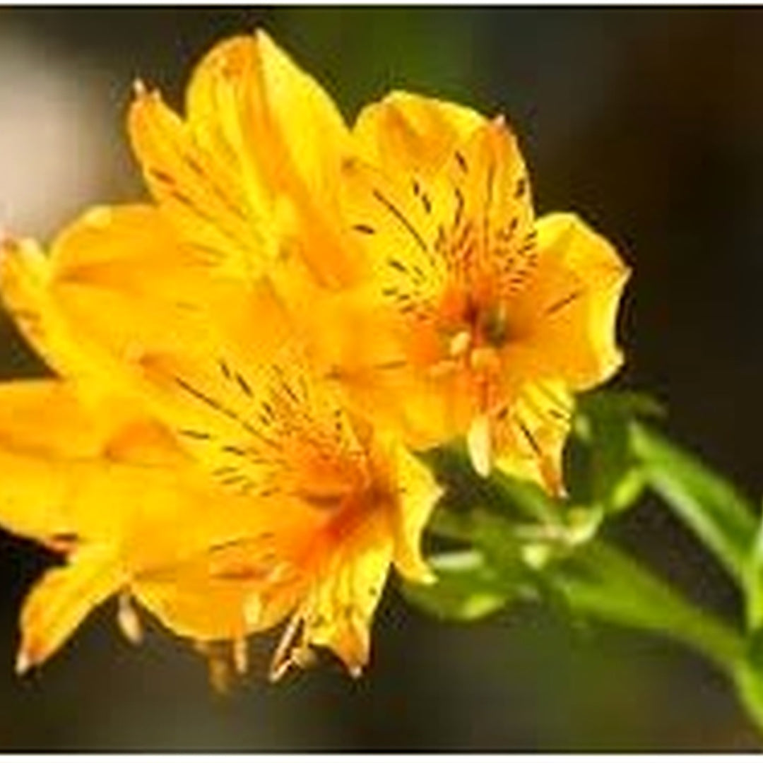 Heirloom Non Gmo Alstroemeria Flower For Planting Vibrant Peruvian Lily Blooms Flower Seeds for [neera-v5-8ad139ab160dd728d59c]