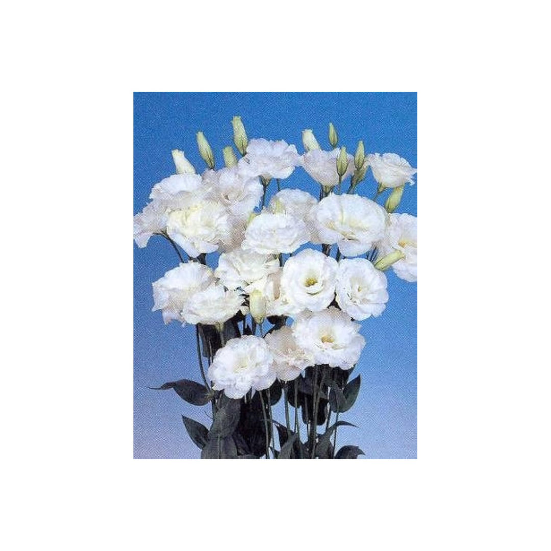 White Lisianthus Eustoma Griflorum Pure Echo Flower For Planting Ideal For Elegant Garden Beds [neera-v5-8ad2292193657122834c]