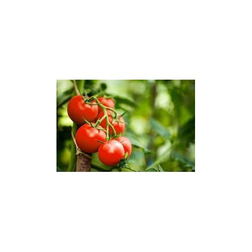 Tomato Seeds for Planting [neera-v5-8ad7c5c67b8506afa04f]