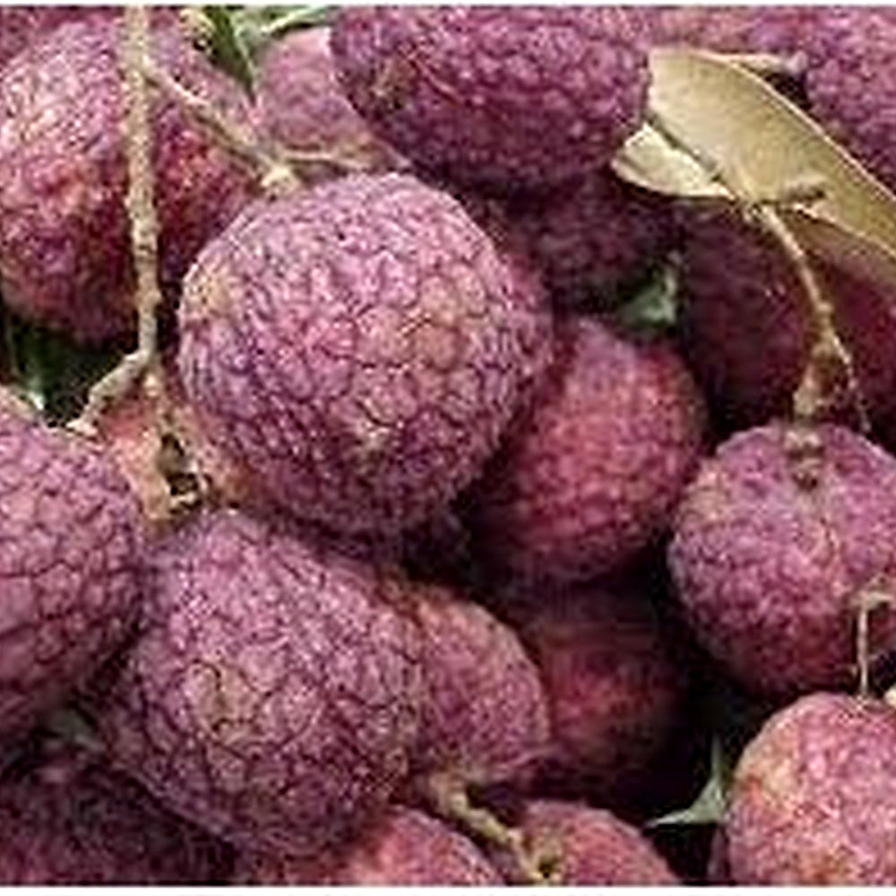 No Mai Tsze Lychee Fruit Seeds for Planting [neera-v5-8ad938a6cdbfb858d787]